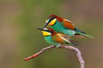 Couple of european bee-eater, merops apiaster, copulating on a twig in mating season. Concept of...