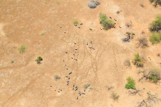 Aerial view of a herd of Burchell's zebras (Equus quagga) in the Shompole conservancy area in the Great Rift Valley, near Lake Magadi, Kenya.
