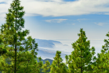 View throght the pines to the ocean shore covered with fog. Tenerife, Canary islands, Spain.