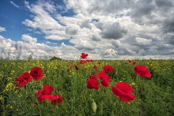 Obraz premium Poppies flowers in a field, among various herbs and flowers, against a blue sky with beautiful white clouds, with shallow depth of field