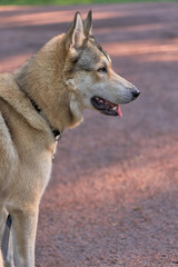 Portrait of the dog fawn color with brown eyes. Vertical shot, close-up