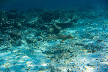 Naklejka na ściany i meble Blacktip Reef Shark (Carcharhinus melanopterus) swimming across coral reef in the Maldives