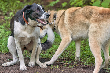 Naklejka na ściany i meble Two dogs on a walk, black white and beige hunting Laika