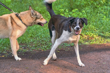 Two dogs on a walk, black white and beige hunting Laika