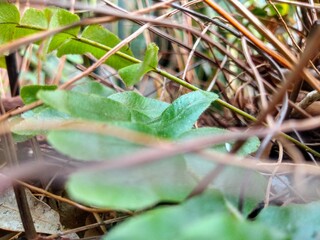 frog on the leaf