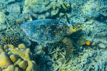 Obraz na płótnie Canvas Hawksbill Turtle (Eretmochelys imbricata) swimming across a coral reef in the Maldives