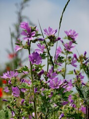Lila Blume