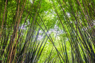 Beautiful landscape green nature bamboo forest tunnel in Wat Chulapornwanaram ,Nakornnayok ,Thailand. Natural Background.