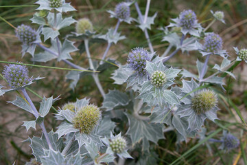 Blau-graue stachelige Stranddistel (Meer-Mannstreu), eine unscheinbare Staude in mitten der Dünen