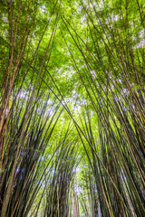 Fototapeta premium Beautiful landscape green nature bamboo forest tunnel in Wat Chulapornwanaram ,Nakornnayok ,Thailand. Natural Background.