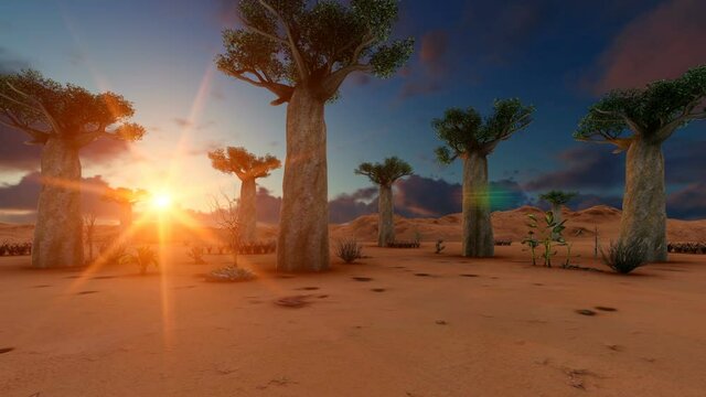 Baobab trees in African landscape in sunset time