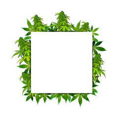 A square frame of cannabis leaves and inflorescences around a White empty space. Frame template for the cannabis industry in cartoon style
