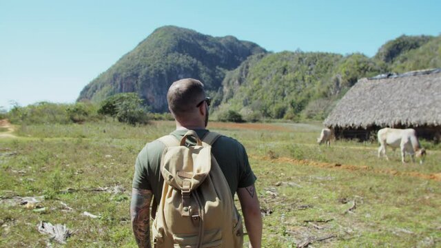 A tourist caucasian man walking through the fields in the mountains of Vi&ntilde;ales, Cuba, with two white cows next to a cottage