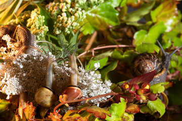 From the life of snails