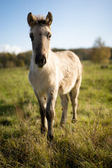 Konik horses are used both in agriculture and in the conservation of numerous nature reserves