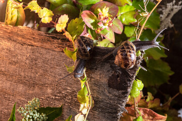 From the life of snails
