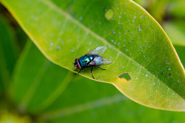 fly on green leaf