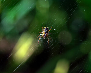 small spider in the center of the web