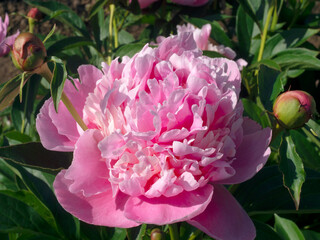 flowering peony pink and white with buds