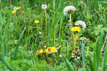 Dandelions among the green grass in the field. Wildflowers and herbs.