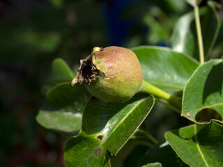 pear fruit formation on a branch
