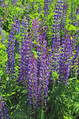 Pink and purple lupine flowers in summer.