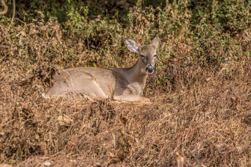 Naklejka na ściany i meble Female whitetail deer sitting