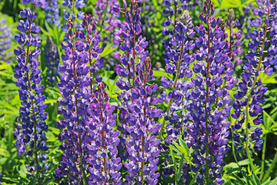 Pink and purple lupine flowers in summer.