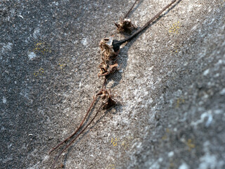 dried leaves on a slate roof