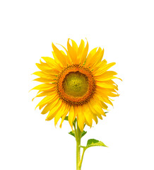 Obraz premium Beautiful sunflower isolated on white background with clipping path.