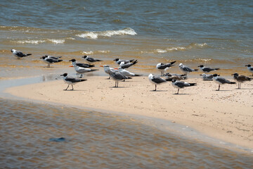 Seagulls are seabirds of the family Laridae. These were gathered together on the sand at an ocean in Mississippi on a hot summer day.