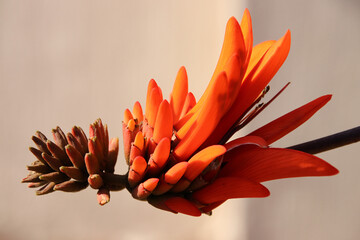 Coral tree flower