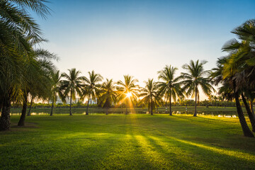 Obraz na płótnie Canvas Green grass field with palm tree in Public Park