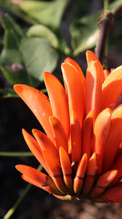 Coral tree flowers