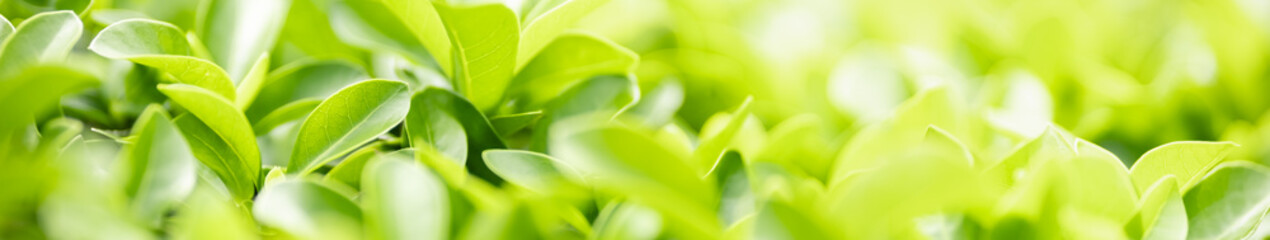 Closeup beautiful attractive nature view of green leaf on blurred greenery background in garden with copy space using as background natural green plants landscape, ecology, fresh cover concept.