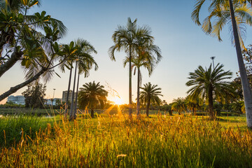 Fototapeta premium Green grass field with palm tree in Public Park