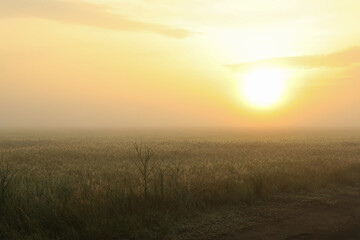 Fototapeta na wymiar Foggy morning field. Beautiful summer morning. Summer nature