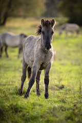 Konik ponies are one of the original pony breeds. They were bred mainly for robustness and work performance