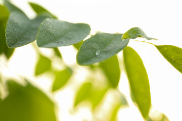 Plant with dew, close up. Beautiful summer morning