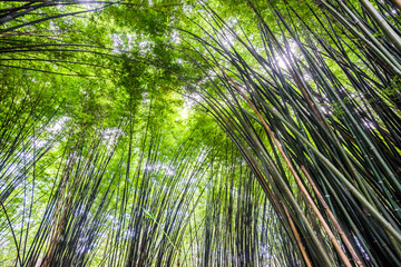 Beautiful landscape green nature bamboo forest tunnel in Wat Chulapornwanaram ,Nakornnayok ,Thailand. Natural Background.