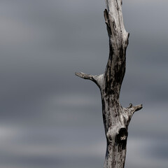 Single death tree close-up after a forest fire, Geres National Park, Portugal.