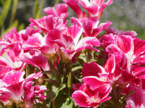 Godetia grandiflora ou clarkia amoena | God&eacute;tia ou fleur de satin &agrave; p&eacute;tales soyeux, simples, bicolores rose et blanc, au feuillage lanc&eacute;ol&eacute;, pointu, vert moyen