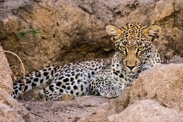 Leopard (Panthera pardus) photographed by the light of a spotlight in the Timbavati Reserve, South Africa