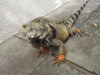 Iguana