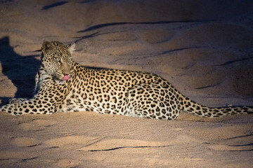 Leopard (Panthera pardus) photographed by the light of a spotlight in the Timbavati Reserve, South Africa