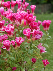 Fototapeta premium Godetia grandiflora ou clarkia amoena | Godétia ou fleur de satin à pétales soyeux, simples, bicolores rose et blanc, au feuillage lancéolé, pointu, vert moyen
