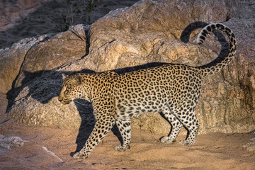 Leopard (Panthera pardus) photographed by the light of a spotlight in the Timbavati Reserve, South Africa