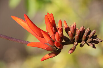 Coral tree flowers