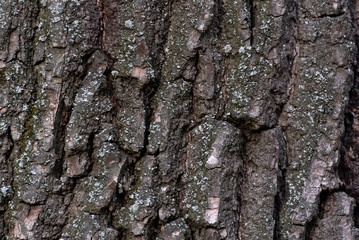 Tree bark close up. Abstract background. Rough textured surface