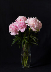 Blooming peony on a black background